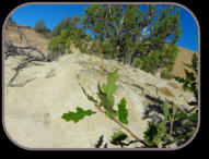 Photo by Greening Ways