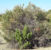 Photo by Greening Ways