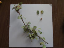 Photo by Greening Ways