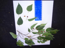 Photo by Greening Ways