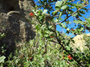 Photo by Greening Ways