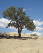 Photo by Greening Ways