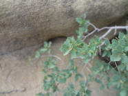 Photo by Greening Ways